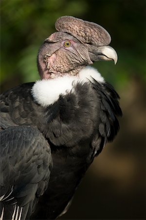 Portrait of Andean Condor Stock Photo - Rights-Managed, Code: 700-02315149