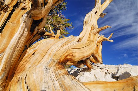 Dead Bristle cone Pine Tree, Inyo National Forest, White Mountains, California, USA Foto de stock - Con derechos protegidos, Código: 700-02347908