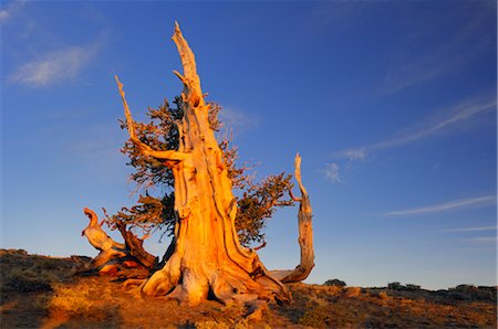 Trunk of Dead Bristle cone Pine Tree, Inyo National Forest, White Mountains, California, USA Stock Photo - Rights-Managed, Code: 700-02347909