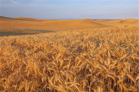 palouse - Wheat Field, Palouse, Whitman County, Washington State, USA Stock Photo - Rights-Managed, Code: 700-02347946