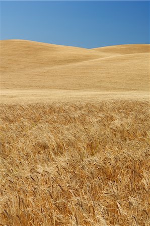 Wheat Field, Palouse, Whitman County, Washington State, USA Stock Photo - Rights-Managed, Code: 700-02347947