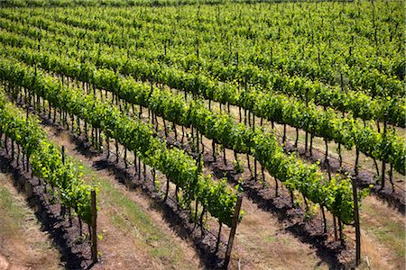 Francisco Undurraga Vineyard, Maipo Valley, Santiago, Talagante Chile Stock Photo - Rights-Managed, Code: 700-02348336