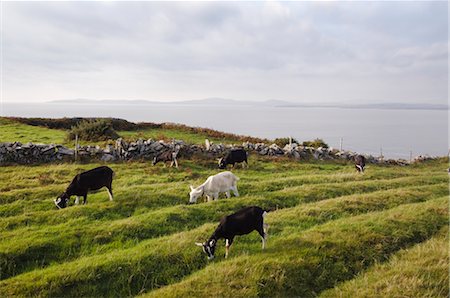 simsearch:700-02348622,k - British Alpine Goats on Cleire Goats Farm, Cape Clear Island, County Cork, Ireland Stock Photo - Rights-Managed, Code: 700-02348638