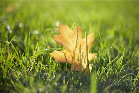 Fall Leaf on Grass Stock Photo - Rights-Managed, Code: 700-02371454