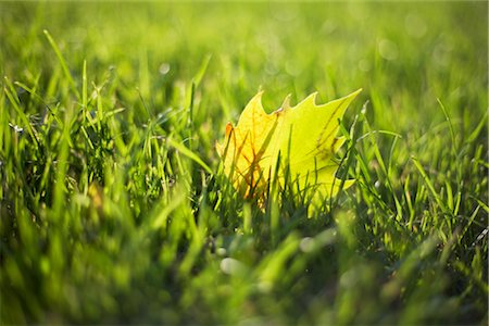 fresh air background - Close-up of Maple Leaf on Grass Foto de stock - Con derechos protegidos, Código: 700-02371458