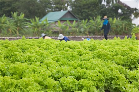 simsearch:700-01716733,k - Lettuce Farm, Pathum Thani, Thailand Stock Photo - Rights-Managed, Code: 700-02385946