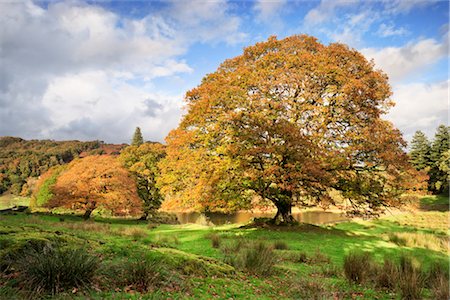 quercus sp - Oak Tree, Lake District, Cumbria, England Stock Photo - Rights-Managed, Code: 700-02428465