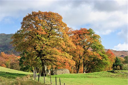 Chêne arbres, Grasmere, Parc National de Lake District, Cumbria, Angleterre Photographie de stock - Rights-Managed, Code: 700-02428478