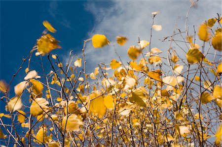 Close-up of Yellow Autumn Leaves Stock Photo - Rights-Managed, Code: 700-02428759