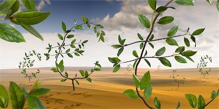 Euro-Shaped Plants Growing in the Desert Stock Photo - Rights-Managed, Code: 700-02429142