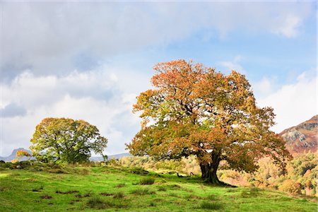 quercus sp - Oak Trees in Autumn, Lake District, Cumbria, England Stock Photo - Rights-Managed, Code: 700-02463575