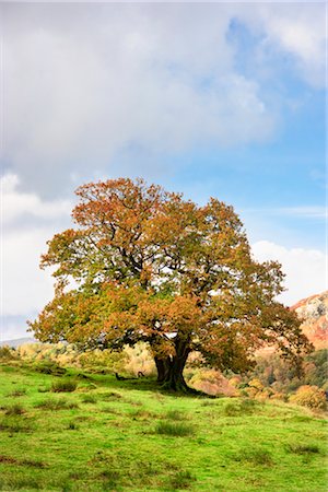 Chêne en automne, Lake District, Cumbria, Angleterre Photographie de stock - Rights-Managed, Code: 700-02463576
