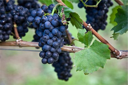 Wine Grapes on Vine, Ahrweiler, Germany Stock Photo - Rights-Managed, Code: 700-02586154