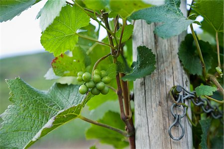 Grape Vines around Fence Post, Ahrweiler, Germany Stock Photo - Rights-Managed, Code: 700-02586155