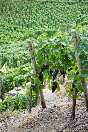 Grapes Hanging from Vines in Vineyard, Ahrweiler, Germany Stock Photo - Rights-Managed, Code: 700-02586163