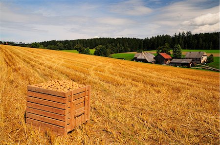 potato farm - Crate of Potatoes on Farm in Unterkirnach, Black Forest, Baden-Wurttemberg, Germany Stock Photo - Rights-Managed, Code: 700-02590742
