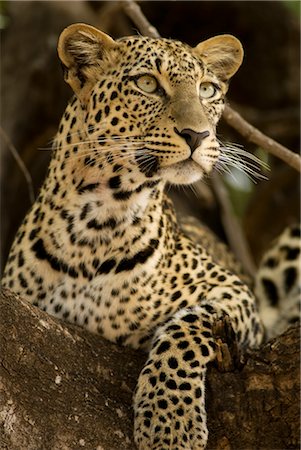 panthers - Leopard in Tree, Buffalo Springs National Reserve, Kenya Stock Photo - Rights-Managed, Code: 700-02637143