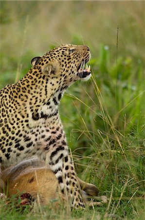 simsearch:700-02833750,k - Leopard with Prey Stock Photo - Rights-Managed, Code: 700-02637156