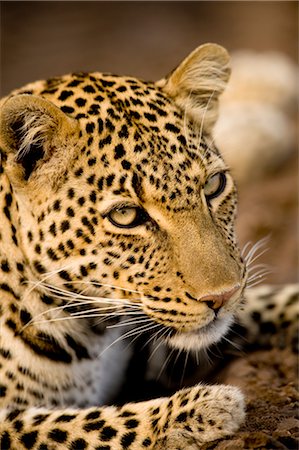 Close-up of Leopard Stock Photo - Rights-Managed, Code: 700-02637151