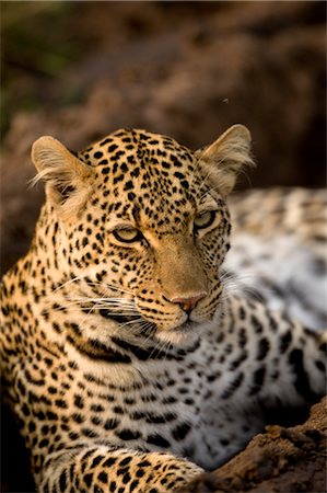 Close-up of Leopard Stock Photo - Rights-Managed, Code: 700-02637152