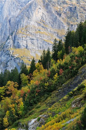 Forest on Mountainside, Grindelwald, Bernese Alps, Switzerland Stock Photo - Rights-Managed, Code: 700-02633443