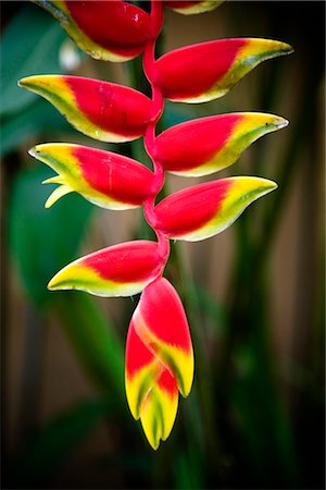 Heliconia Flower, Ubud, Bali, Indonesia Stock Photo - Rights-Managed, Code: 700-02633570