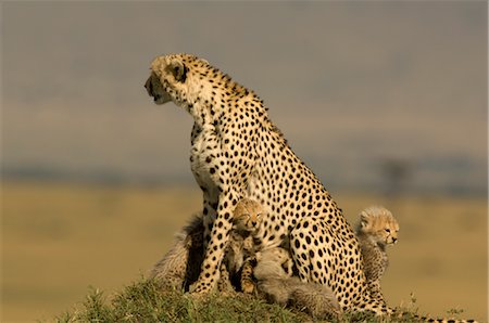 family hill - Cheetah Family on Termite Mound Stock Photo - Rights-Managed, Code: 700-02659708