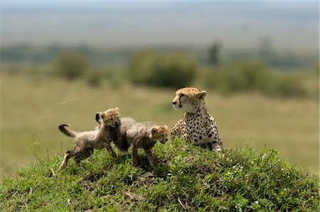 family hill - Cheetah Family on Termite Mound Stock Photo - Rights-Managed, Code: 700-02659709