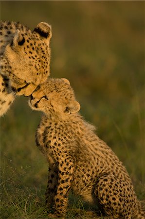 simsearch:700-02686033,k - Cheetah Mother and Cub Stock Photo - Rights-Managed, Code: 700-02659717