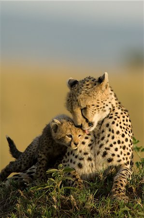 simsearch:700-02686033,k - Cheetah Mother and Cub Stock Photo - Rights-Managed, Code: 700-02659712