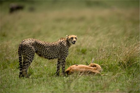 Cheetah with Gazelle Prey Stock Photo - Rights-Managed, Code: 700-02659756