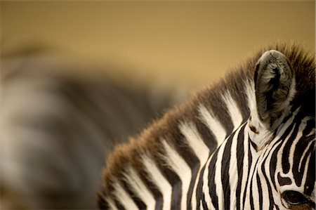 simsearch:700-02659799,k - Zebra Stock Photo - Rights-Managed, Code: 700-02659790