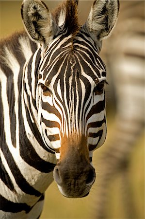 Zebra Stock Photo - Rights-Managed, Code: 700-02659793