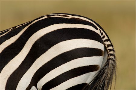 Zebra Tail Stock Photo - Rights-Managed, Code: 700-02659804