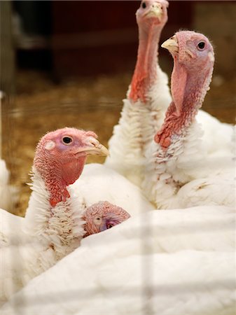 fenced in - Turkeys in Pen Stock Photo - Rights-Managed, Code: 700-02669201