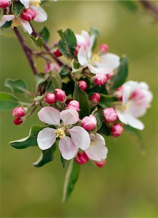 flower macro - Apple Blossom Foto de stock - Con derechos protegidos, Código: 700-02669367