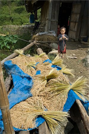 simsearch:700-01716733,k - Child by Harvested Rice, Hoang Lien Mountains, Sa Pa, Vietnam Stock Photo - Rights-Managed, Code: 700-02669409