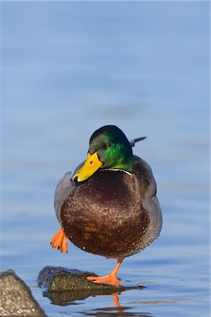 Mallard Stock Photo - Rights-Managed, Code: 700-02670376