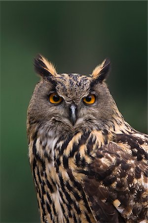staring eagle - Eagle Owl Stock Photo - Rights-Managed, Code: 700-02670379