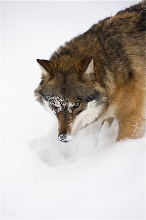 Eurasian Wolf, Bavarian Forest National Park, Bavaria, Germany Stock Photo - Rights-Managed, Code: 700-02670383