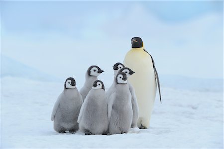 Emperor Penguin with Group of Chicks, Snow Hill Island, Antarctica Stock Photo - Rights-Managed, Code: 700-02670398