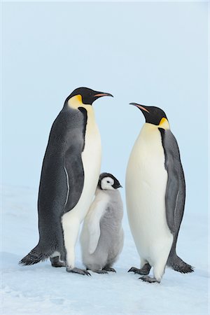 simsearch:700-02686033,k - Emperor Penguins, Snow Hill Island, Antarctica Stock Photo - Rights-Managed, Code: 700-02670609
