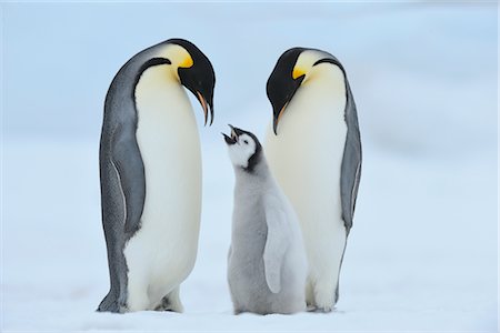 simsearch:700-02686033,k - Emperor Penguins, Snow Hill Island, Antarctica Stock Photo - Rights-Managed, Code: 700-02670610