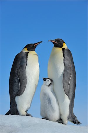 simsearch:700-02686033,k - Emperor Penguins, Snow Hill Island, Antarctica Stock Photo - Rights-Managed, Code: 700-02670612