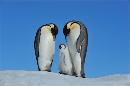 simsearch:700-02686033,k - Emperor Penguins, Snow Hill Island, Antarctica Stock Photo - Rights-Managed, Code: 700-02670613
