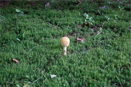 fungus - Close-up of Wild Mushroom Foto de stock - Con derechos protegidos, Código: 700-02671022