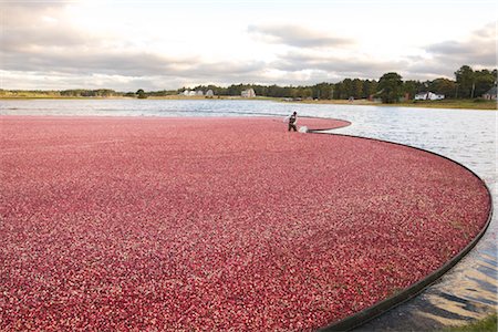 Cranberry Harvest Stock Photo - Rights-Managed, Code: 700-02671037