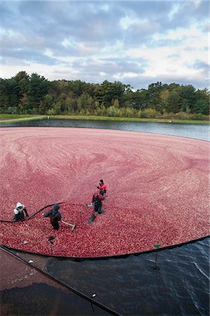 Cranberry Harvest Stock Photo - Rights-Managed, Code: 700-02671032