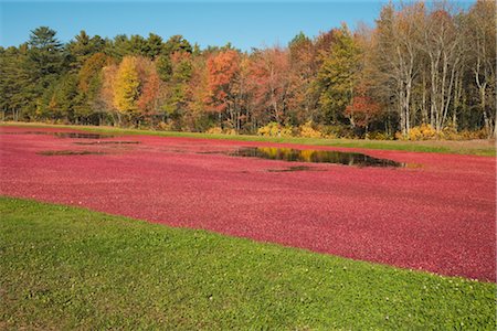 simsearch:700-00053425,k - Cranberry Harvest Stock Photo - Rights-Managed, Code: 700-02671047