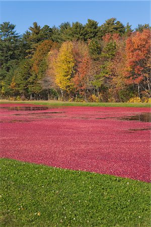 simsearch:700-00053425,k - Cranberry Harvest Stock Photo - Rights-Managed, Code: 700-02671059